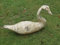 Carved Timber Swan
